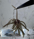 PRE ORDER*** 2.5 Inch Fuzz Ball